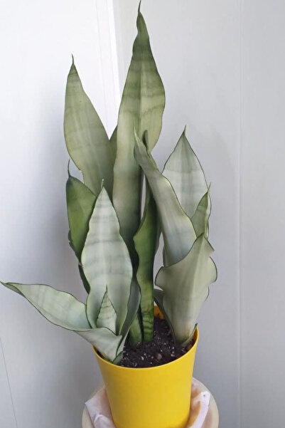 sansevieria Planta naturala Moonshine
