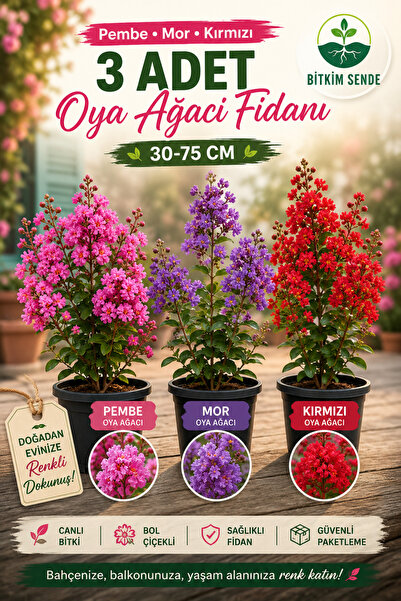 Bitkim Sende Videolu Pembe Kırımızı Mor Renk 3 Adet Oya Ağacı Fidanı 30-75cm ...