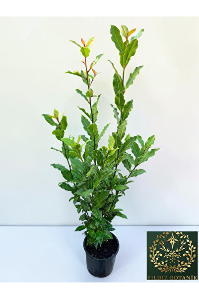 YILDIZ BOTANİK Kokulu Defne Fidanı Aromatik Defne Ağacı Bitkisi Laurus Nobilis 45-60 Cm