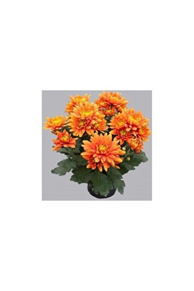 Mimoza Turuncu Kasımpatı Krizantem Hüzün Çiçeği 10-20 cm Chrysanthemum
