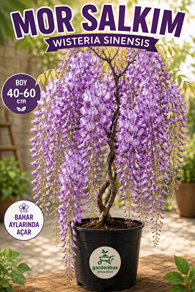 Gardenbox Kokulu Sarmaşık Mor Salkım Ağacı Fidanı 1 ADET Saksılı 40-60Cm Dış ...