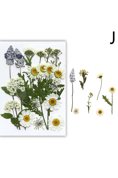 Choice9 J Dried Flowers Real Natural Plant Pressed Flower For Epoxy Resin Fil...