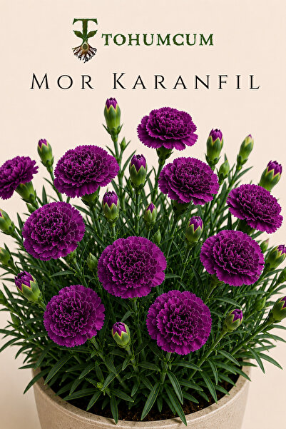 TOHUMCUM Mor Karanfil Tohumu (10 ad) | Çiçek Tohumu