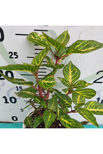 Zambak Botanik 30 CM Yeşil Şalvarı (Iresine diffusa)