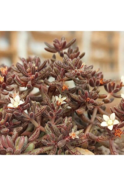 SukuLand Crassula Humbertii koleksiyonluk özel tür sukulent 5,5cm saksıda