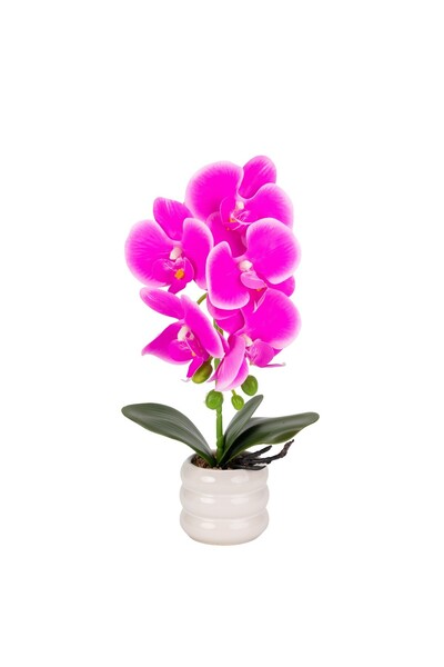 Naimeed Company -looking orchid in a ceramic pot, 40 cm, Naimeed D6889, Fuchsia