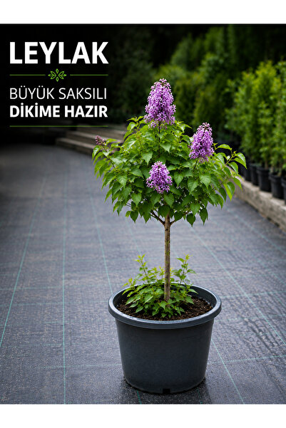 FİDANKÖY Leylak büyük saksılı