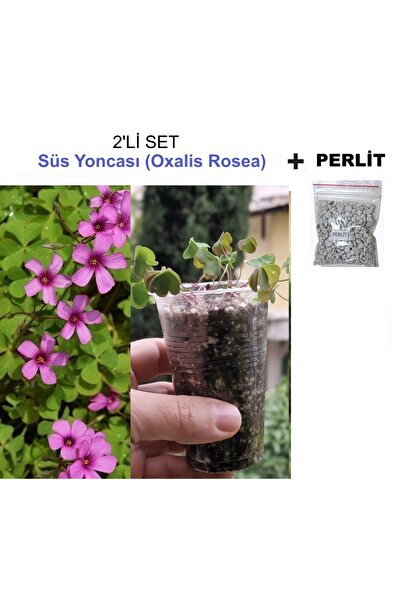 morlalem m 2'Lİ SET, Yeşil Yapraklı Pembe Çiçekli Uyku Çiçeği Yoncası, Oxalis...