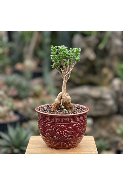 ATLANTE CACTUS Trichodiadema densum - Doğal Bonsai Formlu Nadir Sukulent (Min...