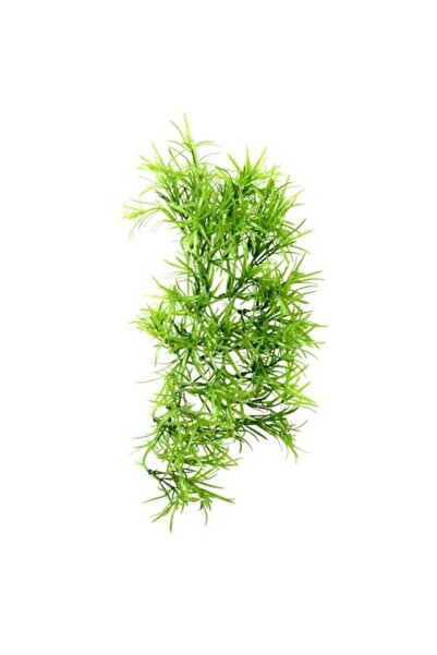 Hobby Climber Tropica Hanging Διακοσμητικό Φυτό 37cm