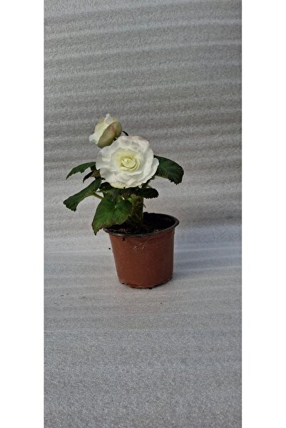 Your Flower Shop Gelin Damat Çiçeği (Nonstop) Canlı Saksıda