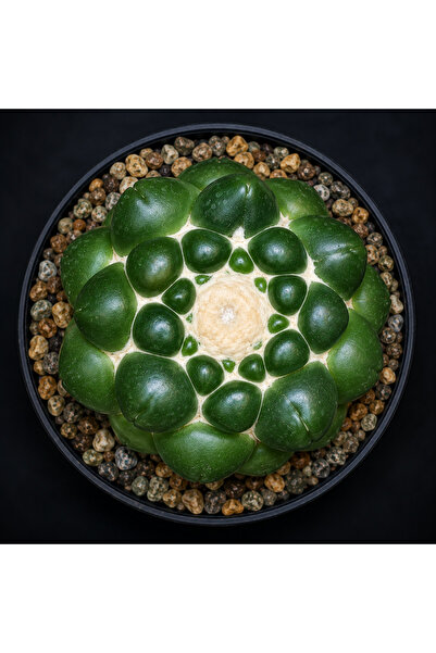 variegataseeds coryphantha inermis kaktüs büyük boy