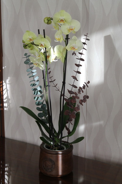 İthal Premium Lime Limon Üç Dallı Canlı Orkide (72cm)