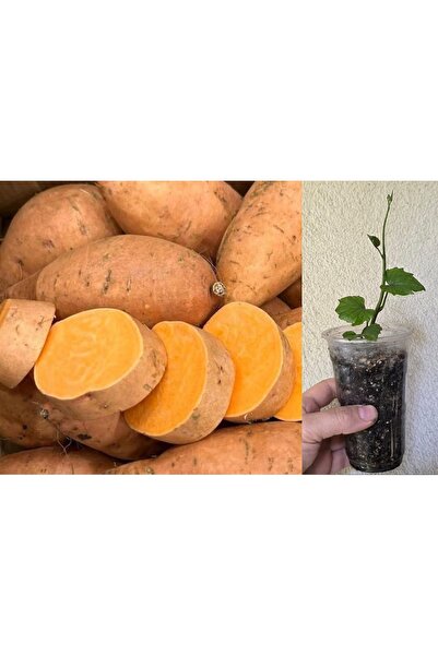 morlalem m Turuncu Tatlı Patates Fidesi (1 Adet Fide), Erato Deep Orange Swee...