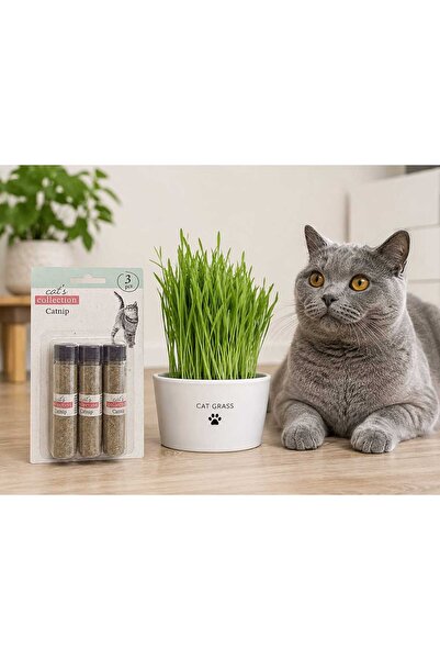 Cat Iarbă pentru pisici