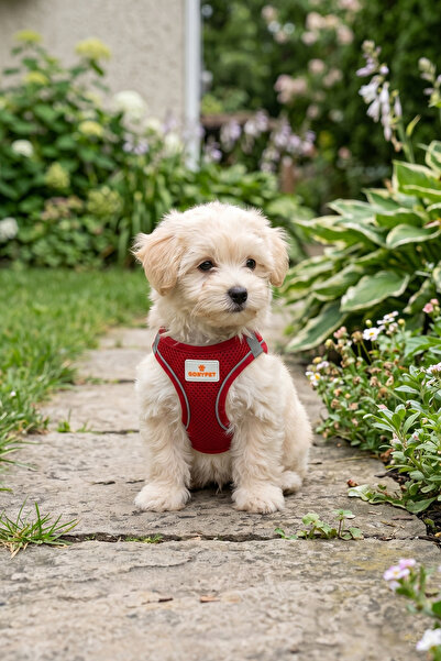 GOBYPET Kediler Ve Köpekler İçin Rahat, Dayanıklı Göğüs Tasması XS