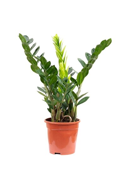 OEM plantă Zamioculcas zamiifolia, 55 cm, Ghiveci Ø 17 cm, Verde