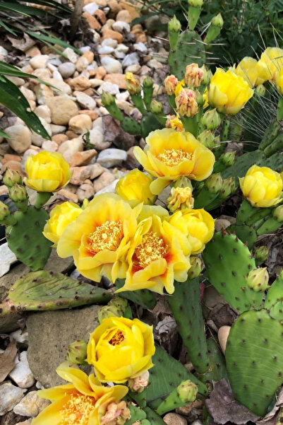OEM Cactus rezistent la ger Opuntia Humifusa