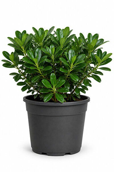 Rosemary Garden Canlı Pitosporum Bitkisi Pittosporum 10-20 cm 2 Litre Saksıda...