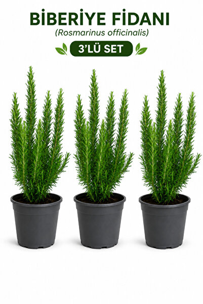 Rosemary Garden Tıbbi Aromatik Biberiye Fidanı 3 Adet 2 Litre Saksıda 50-65 c...