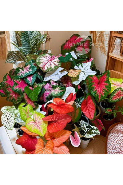 123 185Pcs Mixed Color Long-Life Leaf Seeds, Hardy Outdoor Non-Gmo Varieties,...