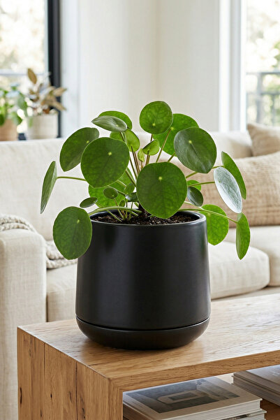 Bliss Atlas Saksı 4 Litre Dekoratif Çiçek Saksısı 27 cm Modern Büyük Saksı İç...