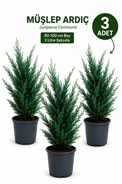 Rosemary Garden 3'lü Paket Müşlep Ardıcı Canlı Fidan 80-100 cm Saksılı - Daya...