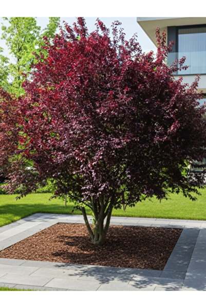 YILDIZ BOTANİK Süs Eriği Fidanı Kırmızı Yapraklı Prunus Cerasifera Nigra 125-...