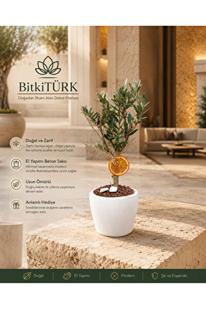 BitkiTÜRK Doğal Zeytin Bonsai Ağacı El Yapımı Beyaz Beton Saksıda Portakal Di...