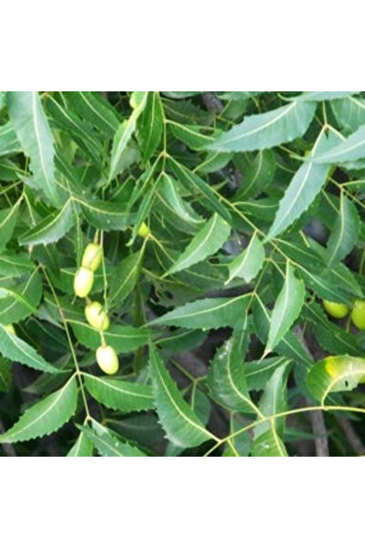123 Neem Tree Seeds (Pack of 3) - Grow Your Own Medicinal Tree