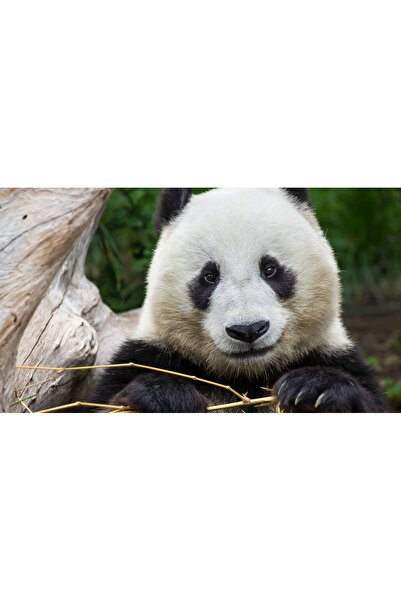 Persona Tablou canvas 100 x 70 cm, Animale model 470