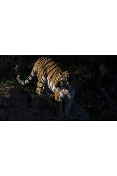 Persona Tablou canvas 100 x 70 cm, Animale model 30