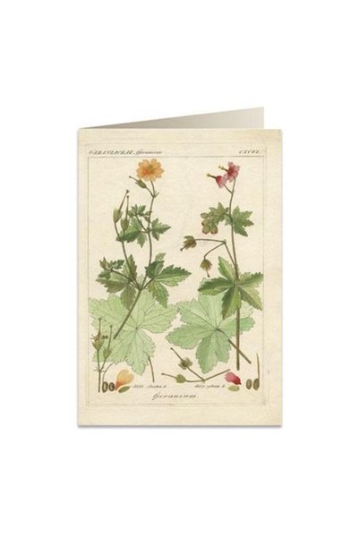 Tassotti Felicitare B6 Pelargonia pachnaca, karnet, cu plic inclus, hartie 20...