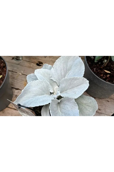 Senecio Ghiveci Aripi de Înger 1,5 litri 20-30 cm
