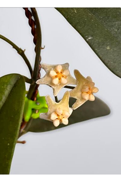 SİMAN BOTANİK Hoya Gaoligongensis Long Leaf Mum Çiçeği