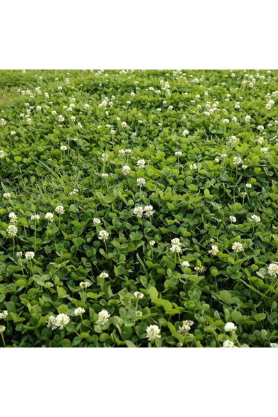 123 1000Pcs Dutch White Clover Seeds, Nitrogen-Coated and Impregnated, for Al...