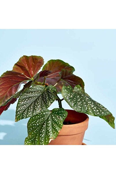 BİORGANİX Çilli Begonya Çiçeği Fidanı 10-20 cm