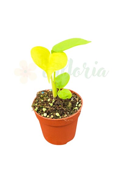 Eufloria Monstera 'Lime Banana' Ø7cm