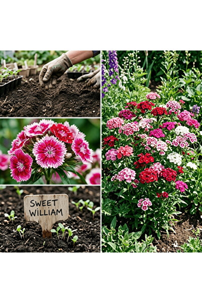 Bloom & Sow Seed بذور سويت ويليام (ديانتوس بارباتوس) - ألوان مختلطة (100 بذرة...