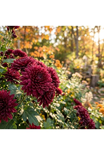Bloom & Sow Seed بذور أقحوان الخريفية ذات الزهرة المزدوجة بلون أحمر نبيذي - أ...
