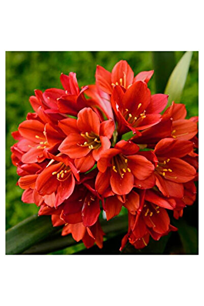 Bloom & Sow Seed بذور الكليفيا الحمراء - نباتات داخلية فاخرة للزينة في المكات...