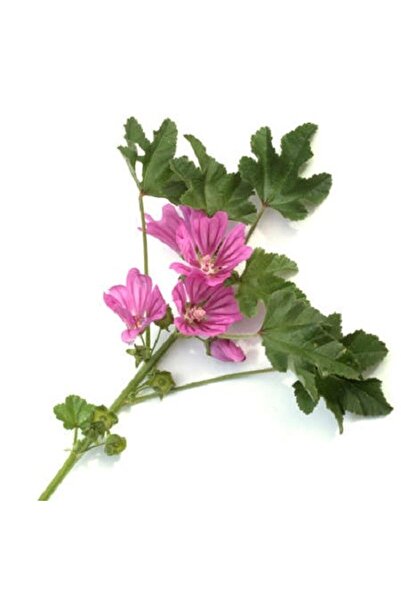 Garden Σπόρος Μάλβας Malva sylvestris
