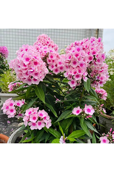 Bloom & Sow Seed Light Pink Bloom with Deep Pink Eye Phlox Seeds, Clustered B...