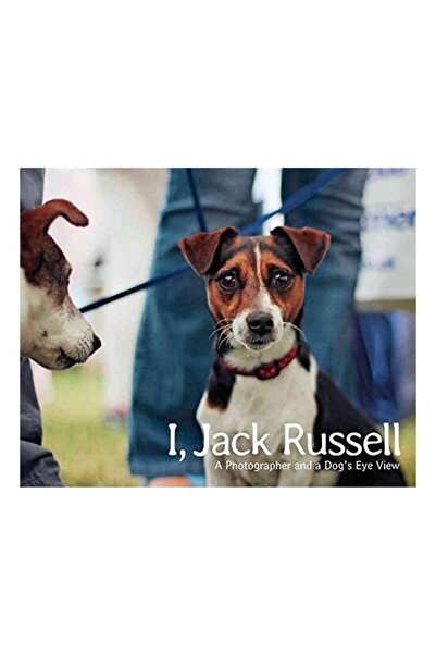 Generic (Unbranded) Eu, Jack Russell