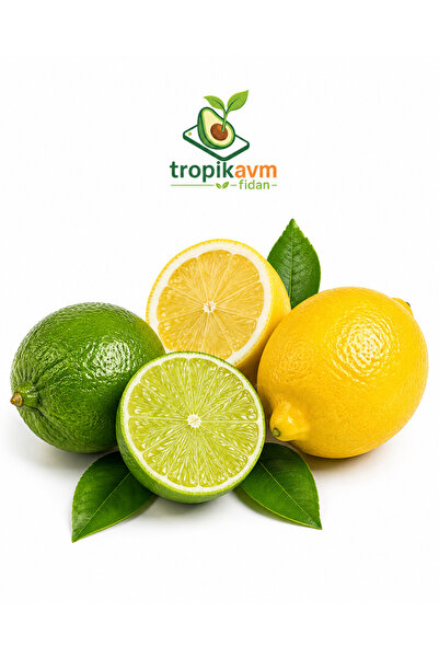 Lime Limon (1 kg)