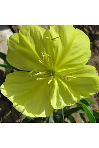 Bloom & Sow Seed Bright Yellow Evening Primrose Flower Seeds, Hardy Ground Co...