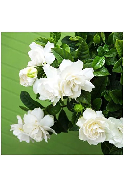 Bloom & Sow Seed Highly Fragrant Double Gardenia Flower Seeds, Evergreen Orna...