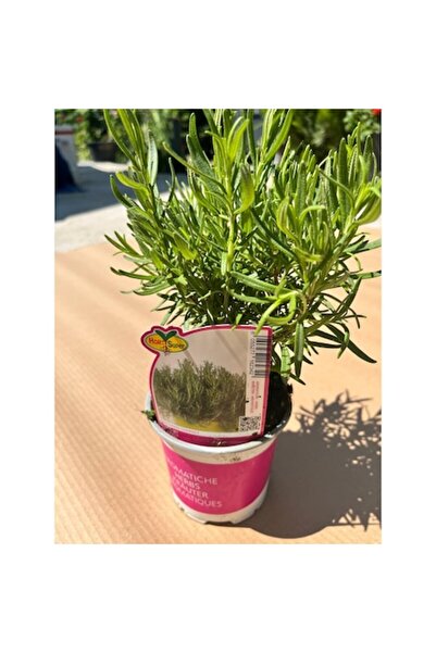 OEM Plantă aromată, Rosmarin officinalis, Ghiveci