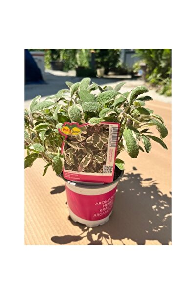 OEM Plantă aromatică, Salvie decorativă, Salvie tricoloră, Ghiveci