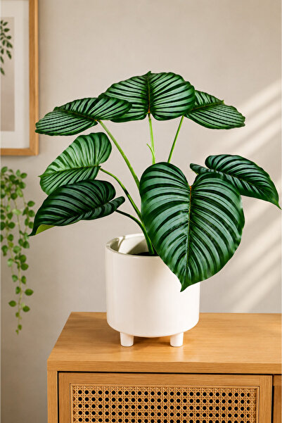 Generic Striped Tropical Foliage Plant - 55 CM